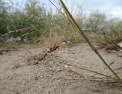 Panicum dichotomiflorum, photographed by Thomas Koffel