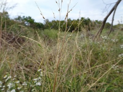 Panicum dichotomiflorum, photographed by Thomas Koffel