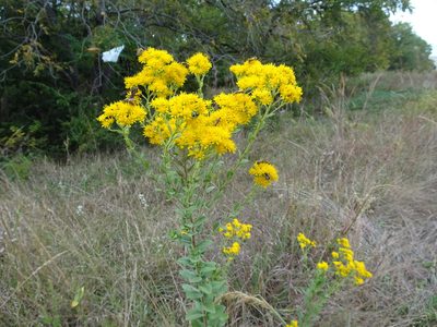 Solidago rigida, photographed by Thomas Koffel