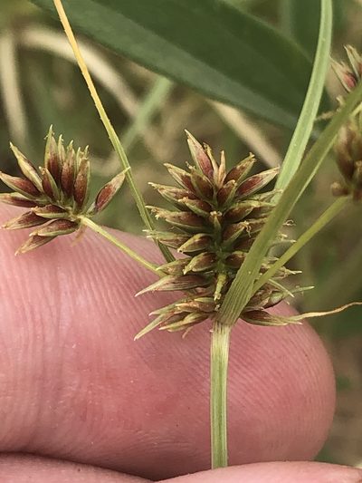 Cyperus retroflexus, photographed by Jared Shorma
