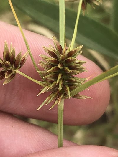 Cyperus retroflexus, photographed by Jared Shorma