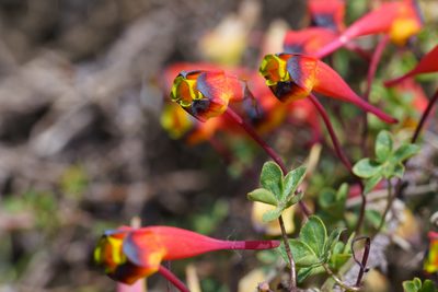 Tropaeolum tricolor, photographed by Jorge Herreros de Lartundo