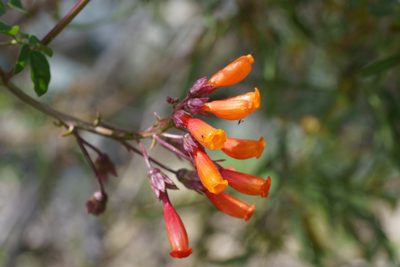 Eccremocarpus scaber, photographed by Jorge Herreros de Lartundo