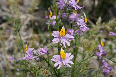 Schizanthus hookeri, photographed by Jorge Herreros de Lartundo