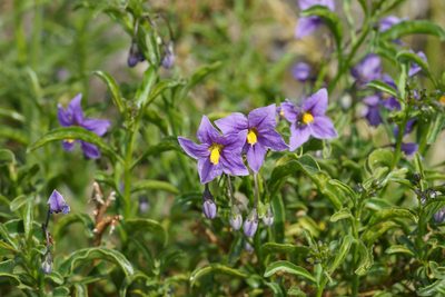 Solanum crispum, photographed by Jorge Herreros de Lartundo