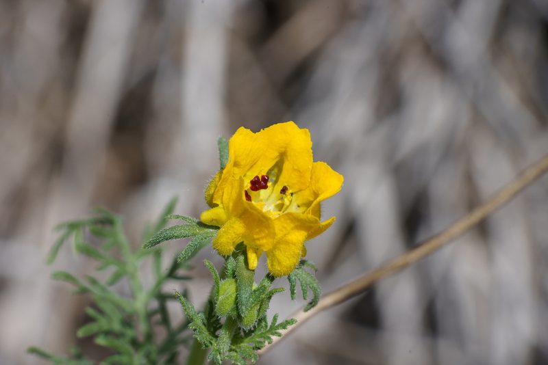 Scyphanthus elegans, photographed by Jorge Herreros de Lartundo