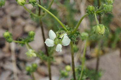Loasa prostrata, photographed by Jorge Herreros de Lartundo