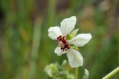Loasa prostrata, photographed by Jorge Herreros de Lartundo