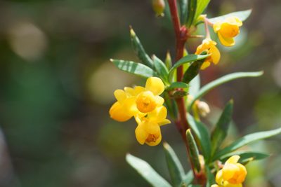 Berberis montana, photographed by Jorge Herreros de Lartundo