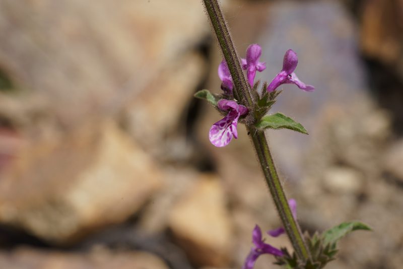 Stachys philippiana, photographed by Jorge Herreros de Lartundo