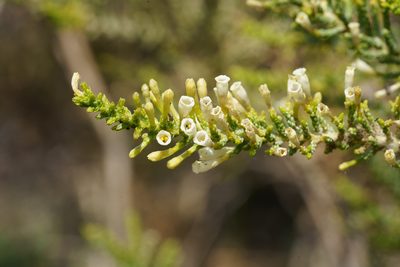 Fabiana imbricata, photographed by Jorge Herreros de Lartundo
