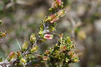 Tetraglochin alata, photographed by Jorge Herreros de Lartundo