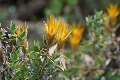 Chuquiraga oppositifolia, photographed by Jorge Herreros de Lartundo