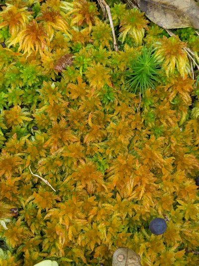 Sphagnum missouricum, photographed by Kristi Zoebelein