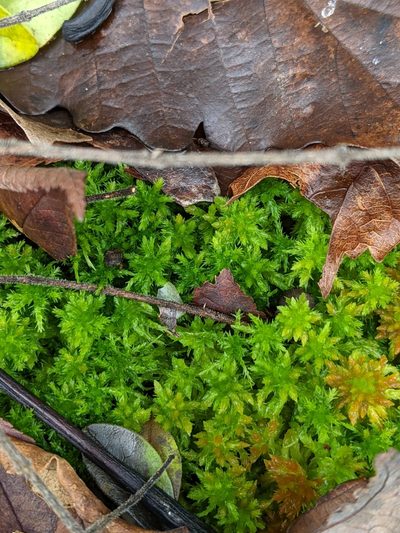 Sphagnum missouricum, photographed by Kristi Zoebelein