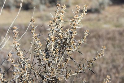Artemisia cana, photographed by Jay Pruett