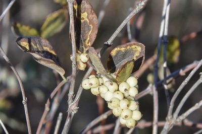 Symphoricarpos occidentalis, photographed by Jay Pruett