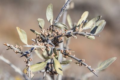 Shepherdia argentea, photographed by Jay Pruett