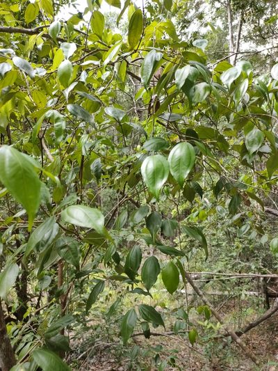 Rhodamnia acuminata, photographed by Tony van Kampen