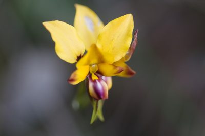 Diuris magnifica, photographed by Hugo Innes