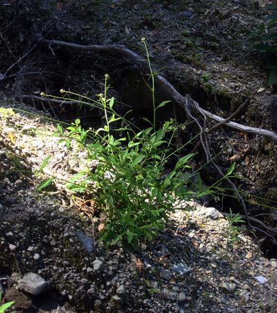 Rorippa divaricata, photographed by Peter de Lange