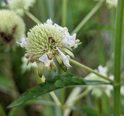 Hyptis alata, photographed by Stan Shebs