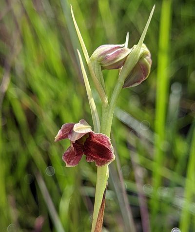 Eulophia ecristata, photographed by Stan Shebs
