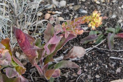 Solidago rigida, photographed by Jay Pruett
