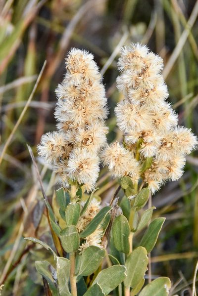 Solidago mollis, photographed by Jay Pruett