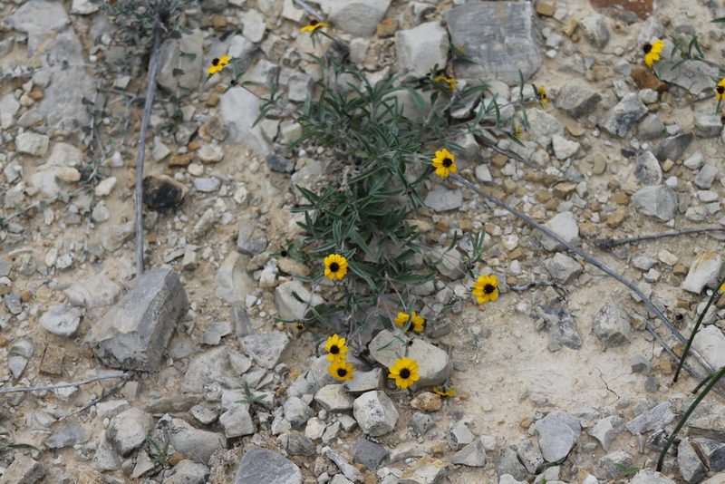 Sanvitalia fruticosa, photographed by Obed Palagot Echavarria