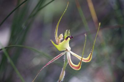 Caladenia falcata, photographed by Hugo Innes
