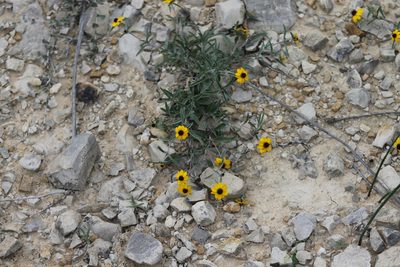 Sanvitalia fruticosa, photographed by Obed Palagot Echavarria
