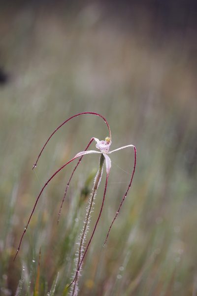 Caladenia pendens, photographed by Hugo Innes