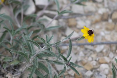 Sanvitalia fruticosa, photographed by Obed Palagot Echavarria