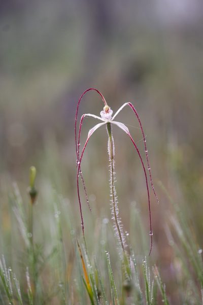 Caladenia pendens, photographed by Hugo Innes