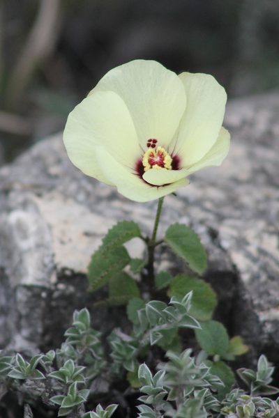 Hibiscus elegans, photographed by Obed Palagot Echavarria