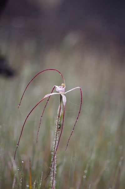 Caladenia pendens, photographed by Hugo Innes