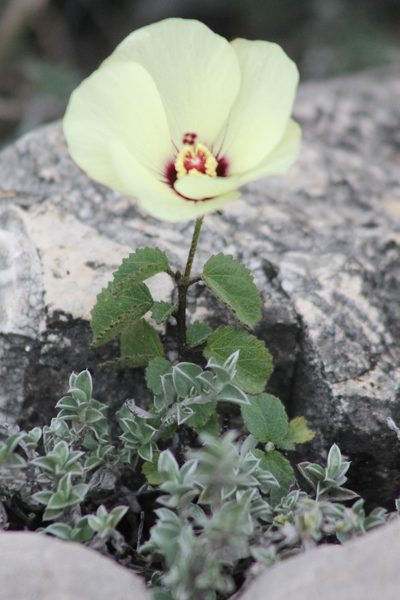 Hibiscus elegans, photographed by Obed Palagot Echavarria