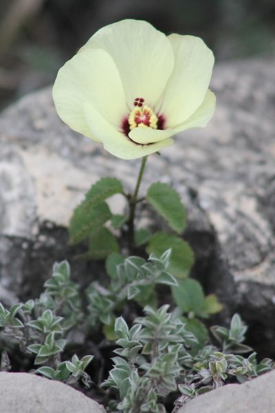 Hibiscus elegans, photographed by Obed Palagot Echavarria