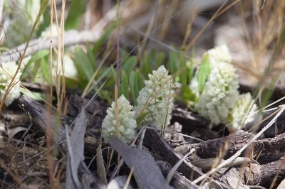 Ptilotus humilis, photographed by Hugo Innes