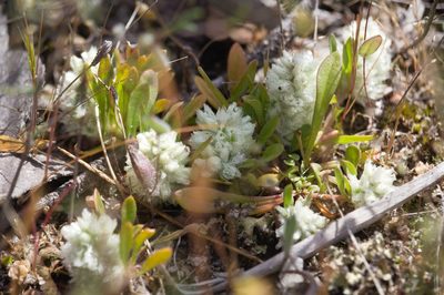 Ptilotus humilis, photographed by Hugo Innes