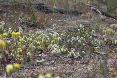 Ptilotus humilis, photographed by Hugo Innes