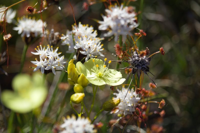 Drosera moorei, photographed by Hugo Innes