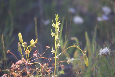 Prasophyllum gracile, photographed by Hugo Innes