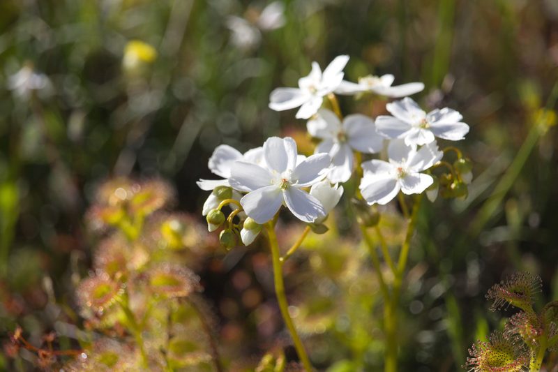 Drosera rupicola, photographed by Hugo Innes
