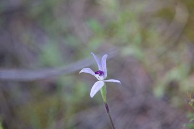 Caladenia amplexans, photographed by Hugo Innes