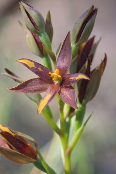 Thelymitra magnifica, photographed by Hugo Innes