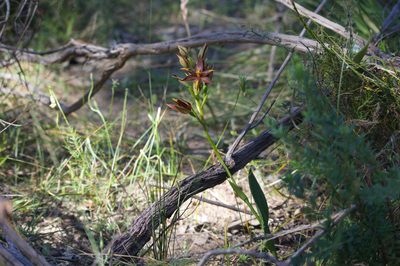 Thelymitra magnifica, photographed by Hugo Innes