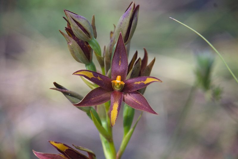 Thelymitra magnifica, photographed by Hugo Innes