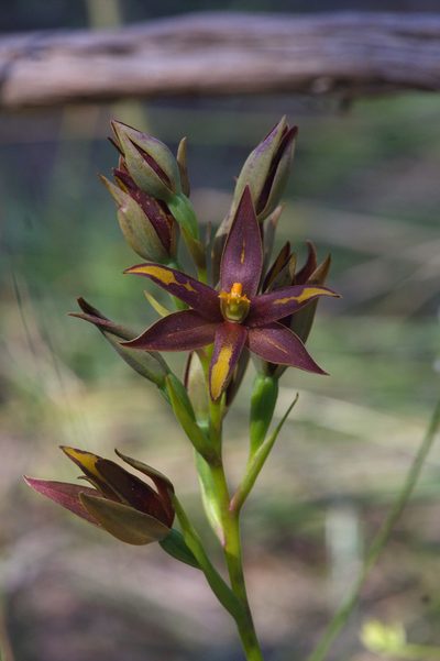 Thelymitra magnifica, photographed by Hugo Innes